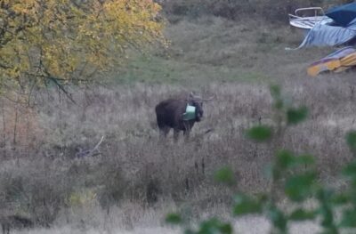 Älg med gunga i hornen på Orust - Jaktlag håller koll