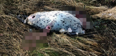 Fler sälar hittade skjutna