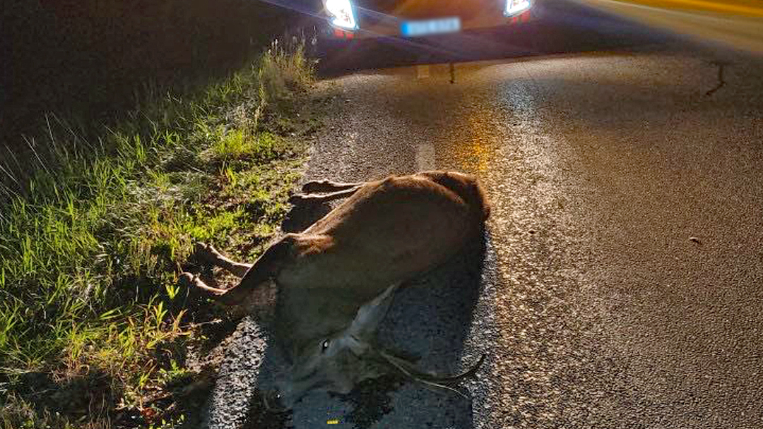VILTOLYCKA: Kolliderade med hjort på omledningsvägen