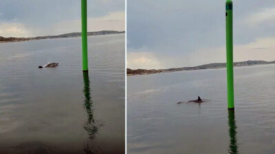 Fick se delfin på nära håll under båtutflykten